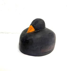 American Coot Confidence Decoy