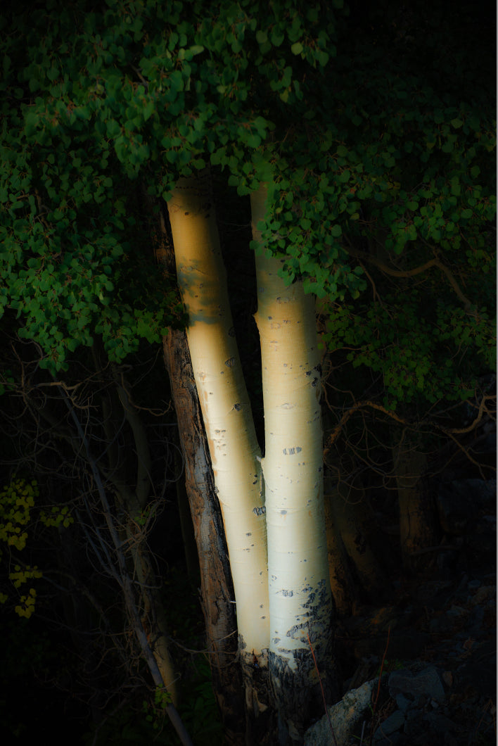 Moody Aspens at Dawn