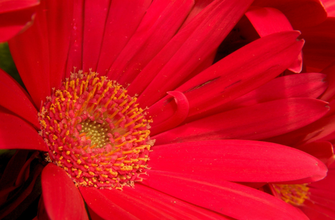 Flower Photography at the Gardens on Spring Creek - Saturday 7.11.26