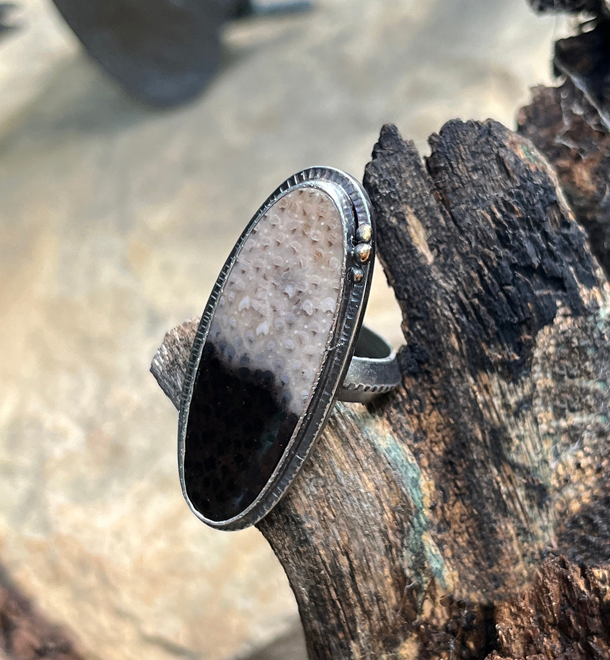 Fossilized Palmwood Ring