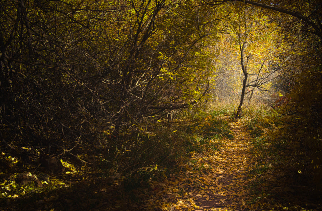 Tunnel of Gold 2