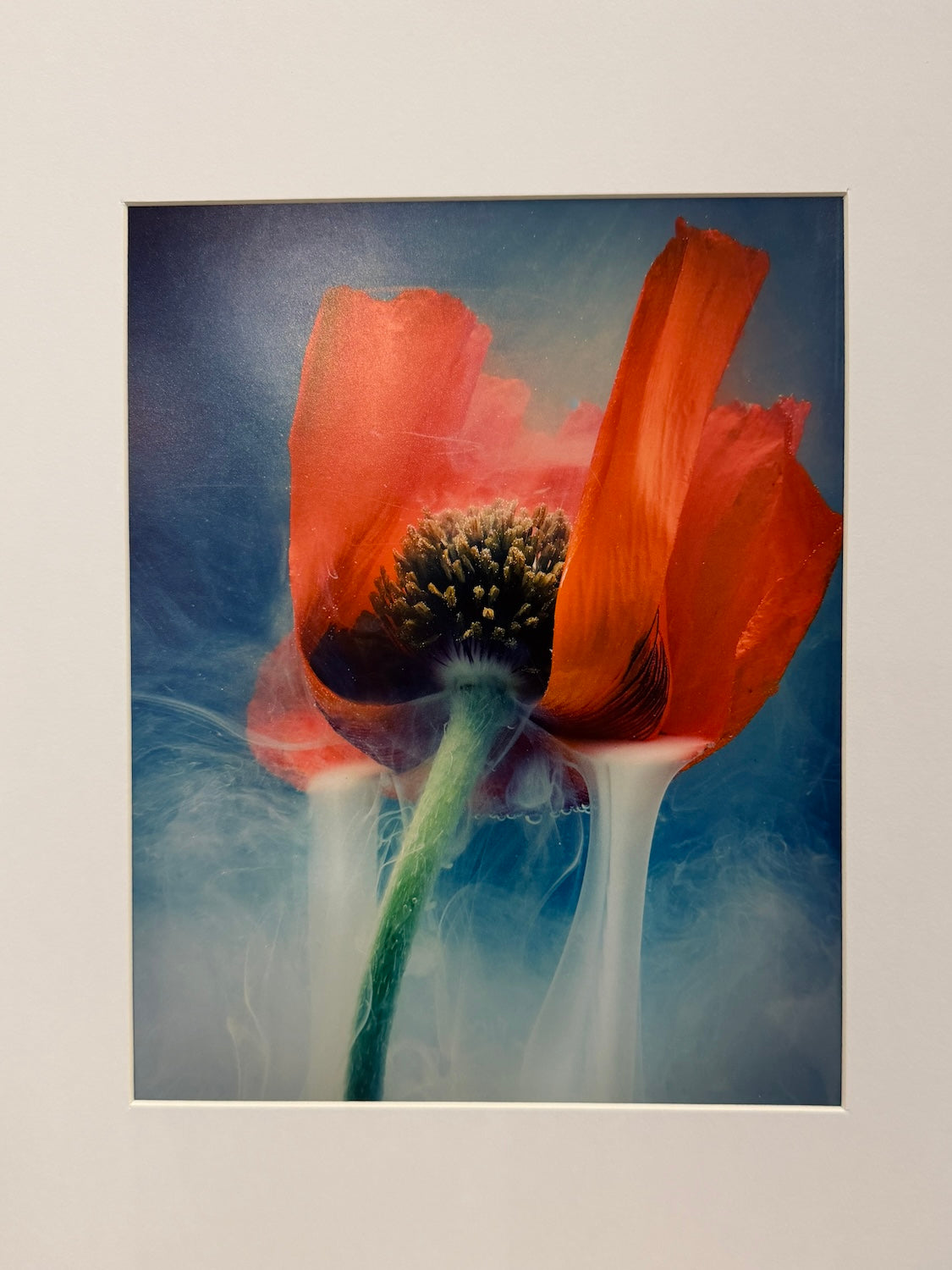 Weeping Tulip